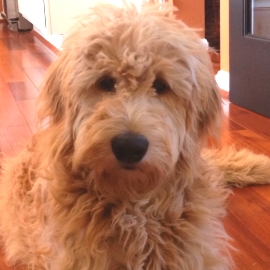 Toy And Miniature Goldendoodles Puppies Forever Snuggly Goldendoodles