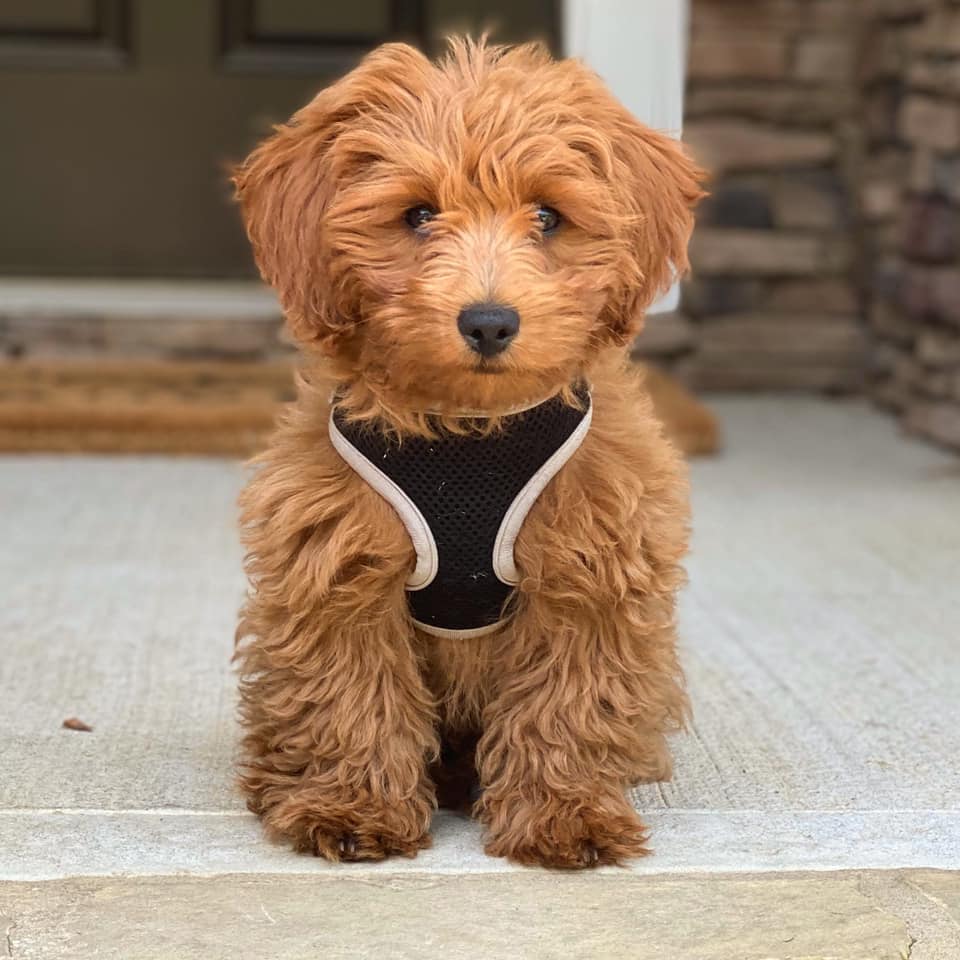 The Toy Goldendoodle: Your Complete Guide To The Miniature Marvel Of  Cuteness - PawSafe
